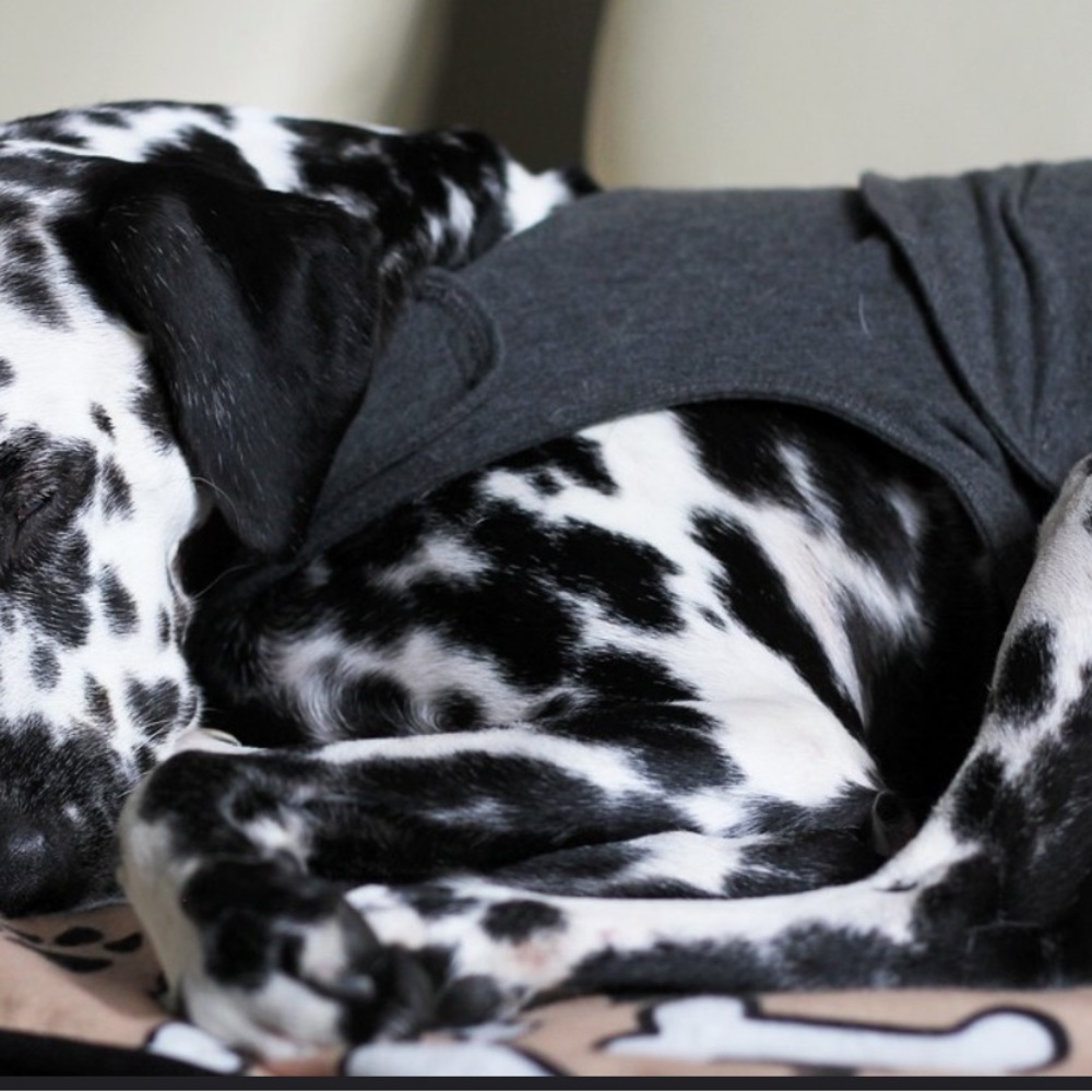 Thundershirt Stress Relief Jacket for Dogs Heather Charcoal Gray Size X-Small - Picture 6 of 13